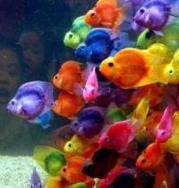 Grupo: Peixes